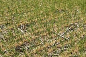 Empeora la situación del trigo y el garbanzo en Córdoba por la falta de lluvias
