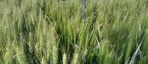 Sorpresa con un cultivo en dos zonas extremas del país