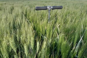 Sorpresa con un cultivo en dos zonas extremas del país