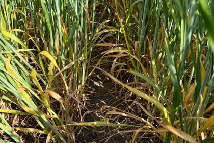 Trigo con signos de déficit hídrico en Reconquista, Santa Fe