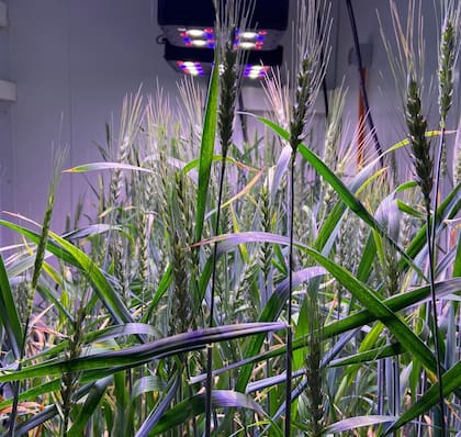 Trigo editado genéticamente creciendo en sistema de speed-breeding en el laboratorio de la empresa chilena