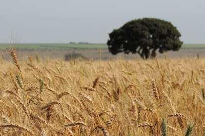 Trigo en zona tropical de Brasil