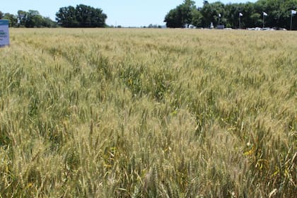 El cereal transgénico cuenta con aprobaciones en Brasil, Nueva Zelanda, Australia, Colombia, Nigeria y Estados Unidos