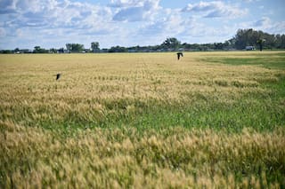 Trigo marca máximos de una semana, mientras la sequía aviva preocupación en EEUU
