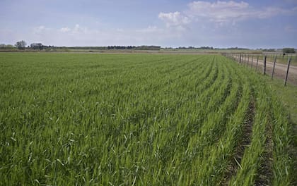 Trigo (Photo by JUAN MABROMATA / AFP)