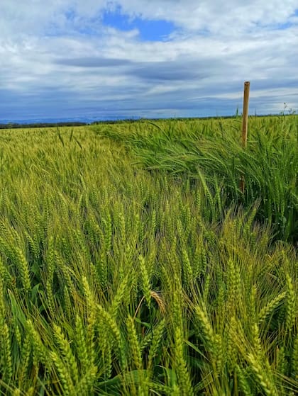 Trigos “hechos a medida”. Un ensayo en la Chacra Latitud 28