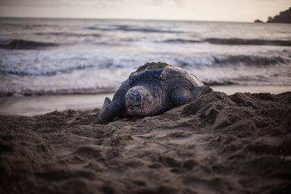 Trinidad y Tobado conserva varias especies de torturas en peligro de extinción.