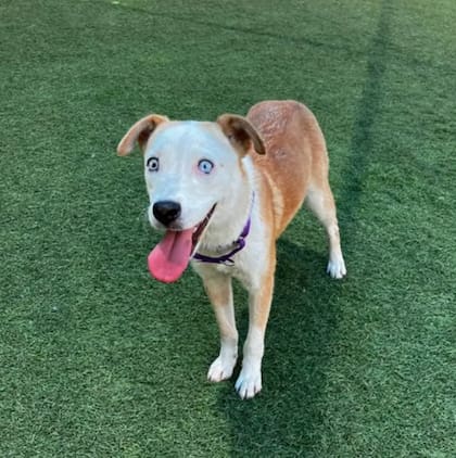 Trinity se encuentra actualmente en DAS esperando a la familia perfecta que la lleve a casa (Foto: Captura Instagram/@dallasanimalservice)
