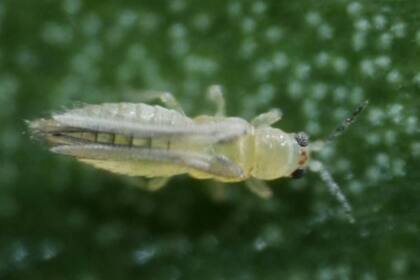 Trips del chile, Scirtothrips dorsalis (Hood), adulto.