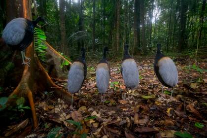 Trompetistas de alas grises observan el paso de una boa en una reserva natural de la Guayana Francesa