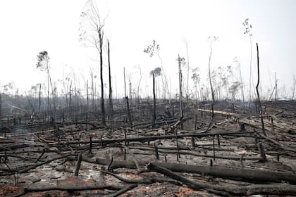 Troncos quemados en una zona afectada por los incendios en la Amazonia