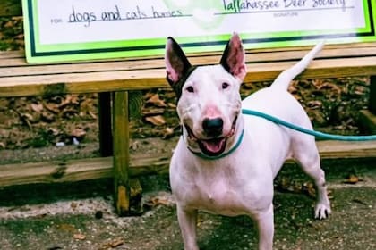 Trooper, ya rescatado y feliz, en el refugio que lo ayudó a recuperarse