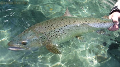 Trucha marrón. Junto con la Fontinalis y la ArcoIris, son las más comunes de los cursos de agua patagónicos.