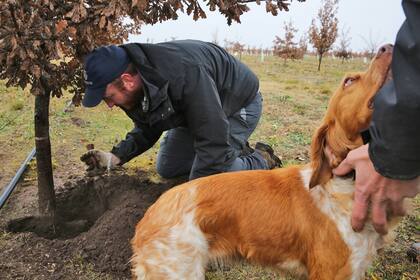 Lola, una perra bretona española de dos años, acaba de olfatear una trufa