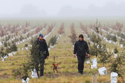 En el campo de Trufas del Nuevo Mundo hay más de 20.000 árboles truferos