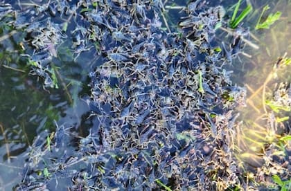 Tucura sapo en los arroyos del lugar