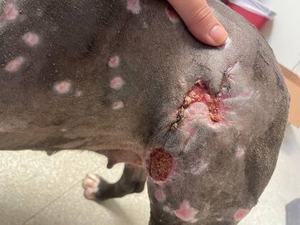 Tudy tenía graves heridas en todo el cuerpo.