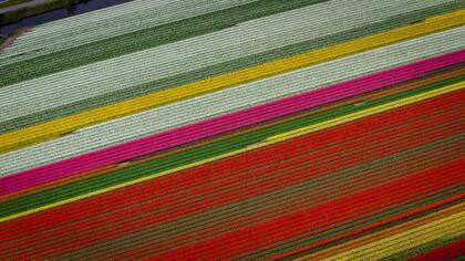 Vista aérea de los campos de tulipanes que rodean Keukenhof, en Lisse, a unos 20 kilómetros de Amsterdam,