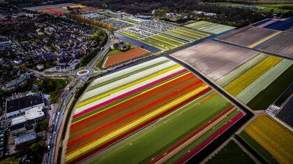 Vista aérea de campos de tulipanes en flor en Lisse