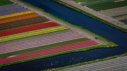 Turistas caminando por los campos de tulipanes
