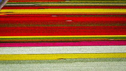 Vista aérea de campos de tulipanes en flor en Lisse