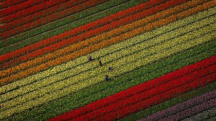 Trabajadores de los campos de tulipanes de Lisse