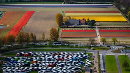 Colectivos que transportan turista estacionados en las afueras de los campos de tulipanes en Keukenhof