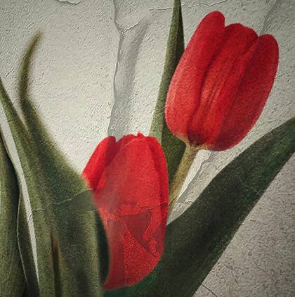 Tulipanes de papel en la mirada del fotógrafo y diseñador