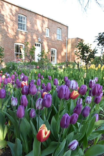 Tulipanes en Gaiman.