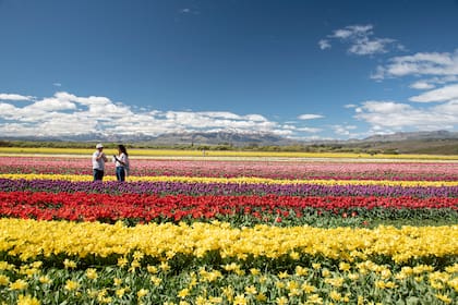 Tulipanes Patagonia es el emprendimiento de cultivo de tulipanes para bulbo de la familia Ledesma, que atrae a miles de turistas: se puede visitar durante octubre y hasta el 7 de noviembre