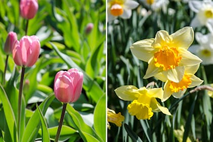 Tulipanes rosados y narcisos