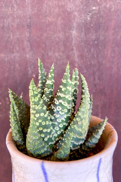 Tulista Donuts tiene tubérculos circulares perfectamente distribuidos