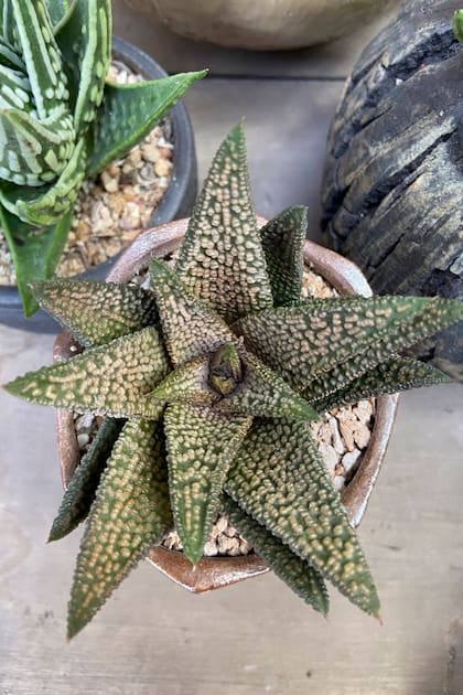 Tulista Nagoriyuki, una joya botánica de colección