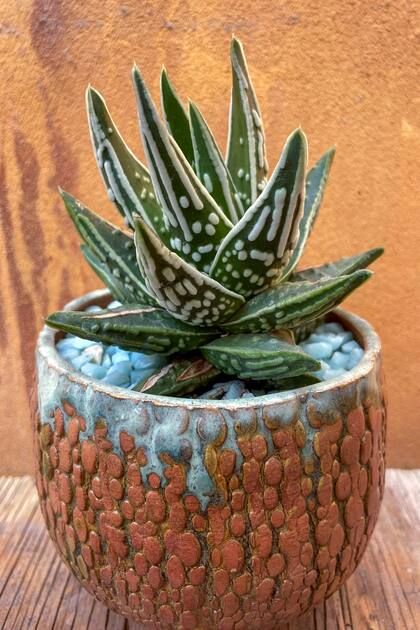 Tulista pumila Tears of Angels tiene patrones de puntos y líneas que parecen bordados