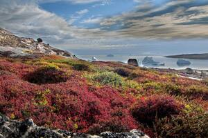 Tundra en Groenlandia