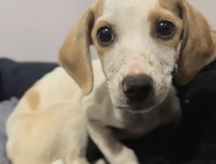 Tunico logró mejorar su calidad de vida gracias a su familia adoptiva