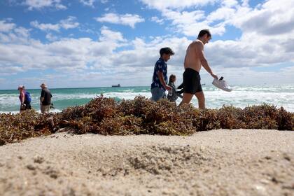 Turistas caminan entre el sargazo en las playas de Fort Lauderdale, Florida.