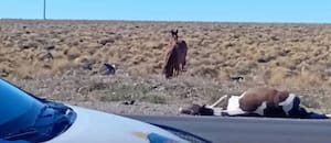 Turistas atropellaron y mataron a un caballo en Neuquén, y luego huyeron