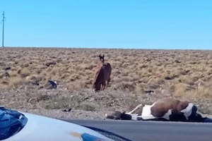 Turistas atropellaron y mataron a un caballo en Neuquén, y luego huyeron