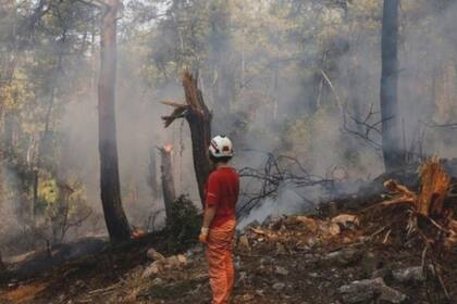Turquía fue uno de los lugares impactados por devastadores incendios forestales este verano
