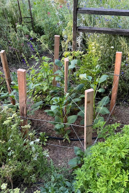 Tutorar las dalias ayuda a que sus tallos se mantengan erguidos por más tiempo