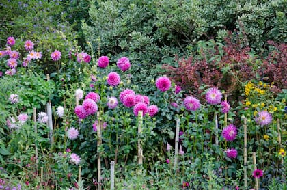 Tutorar las dalias en el momento que realizamos la plantación es la manera más segura de protegerlas