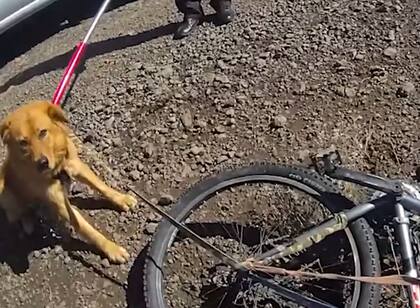 Tuvieron que sujetar con material apropiado a los perros (Foto: Facebook Yavapai County Sheriff's Office)