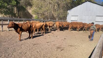 Tuvo que apurar la venta de ganado