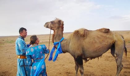 Tuvo que caminar cerca de 100 kilómetros a través del desierto, pero pudo volver a vivir con sus criadores (WeChat)
