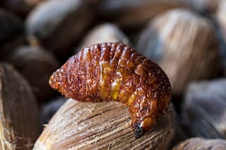 Experiencias. Gustu, el restaurante boliviano donde probé larvas y lagarto