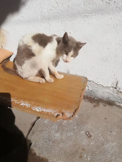 Twiggy era parte de los gatos adultos, de esos que nadie nunca adoptaría.