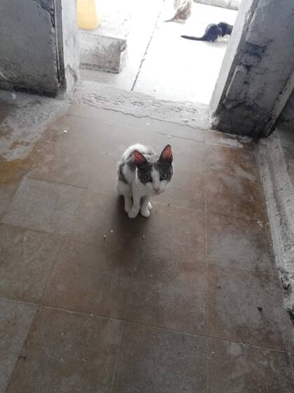 Twiggy era una de las gatas más viejas del lugar.