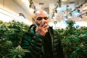 Tyson, empresario del cannabis: construye un resort para fumadores de marihuana