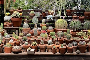 Ubicados en gradas y sobre una estructura a modo de tribuna, los cactus crecen saludables pese a la humedad de Buenos Aires.